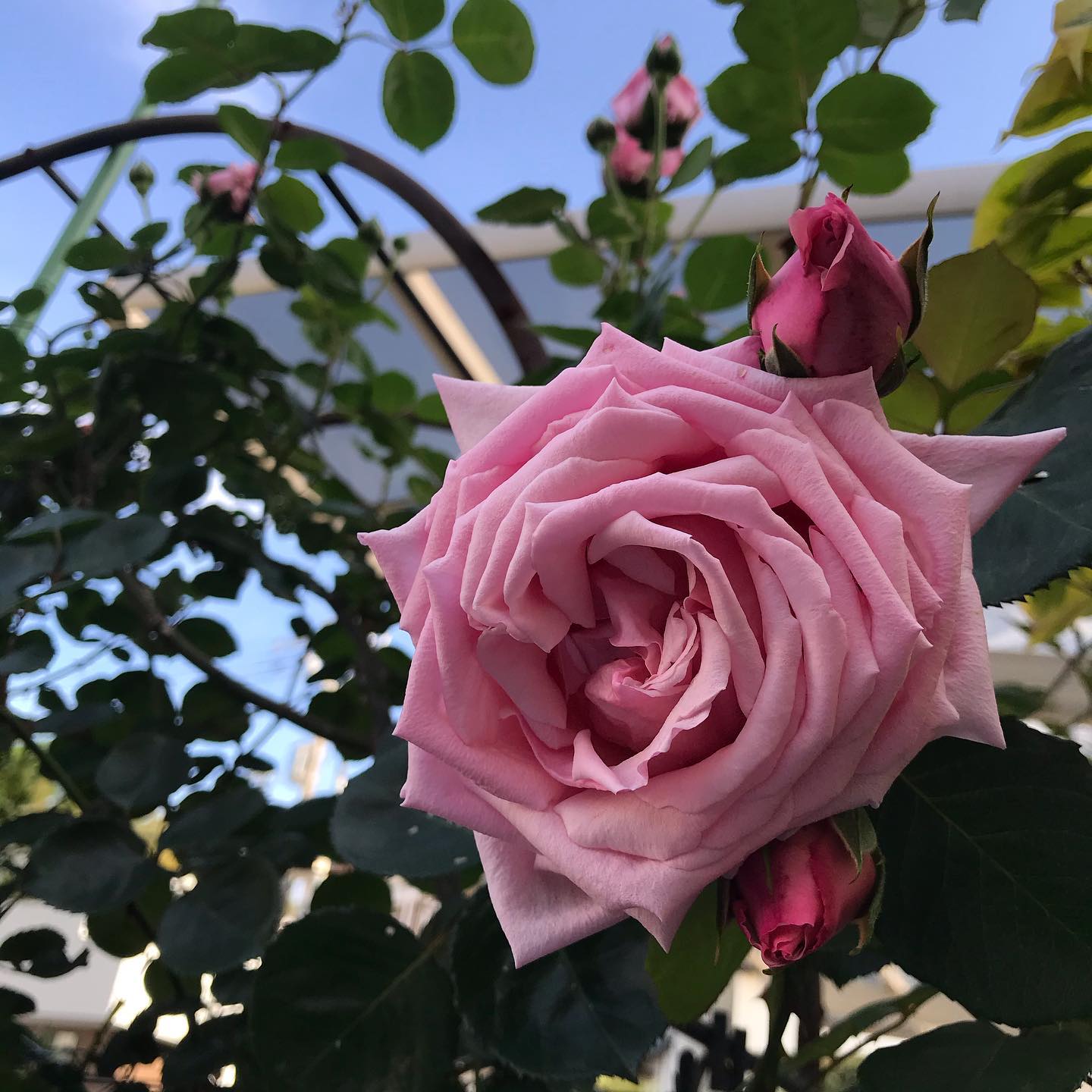 庭のピンクのつるバラ