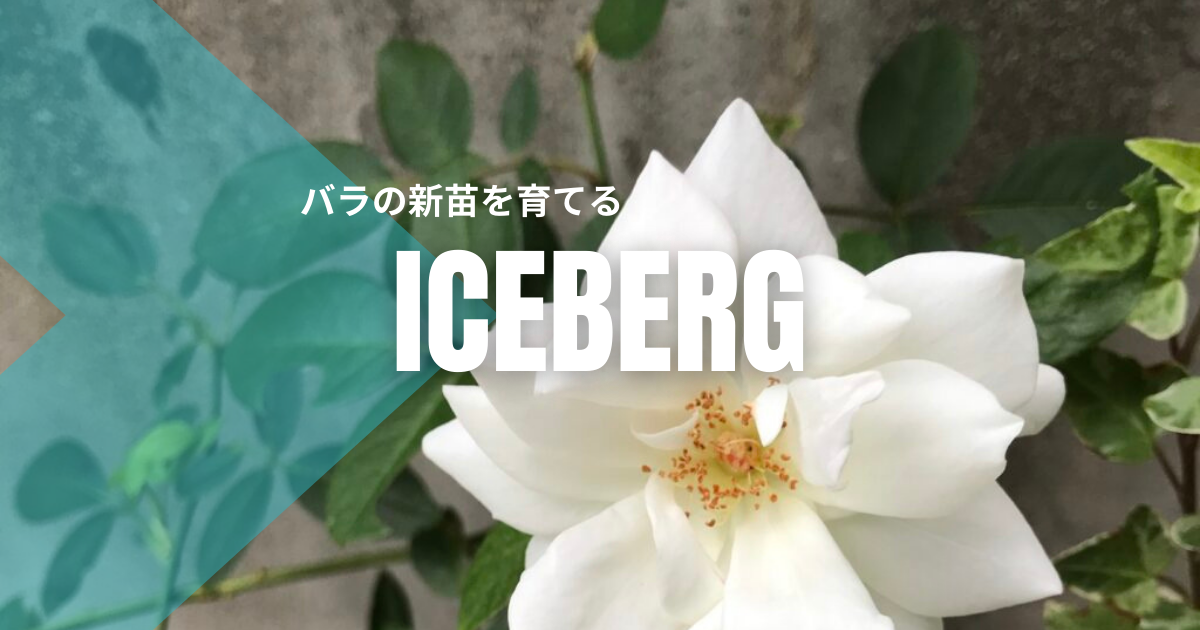 バラ苗　１年苗　調整中　余剰1苗 永久保存版！ばらきち流 売れ残りバラ新苗の管理法 - YouTube