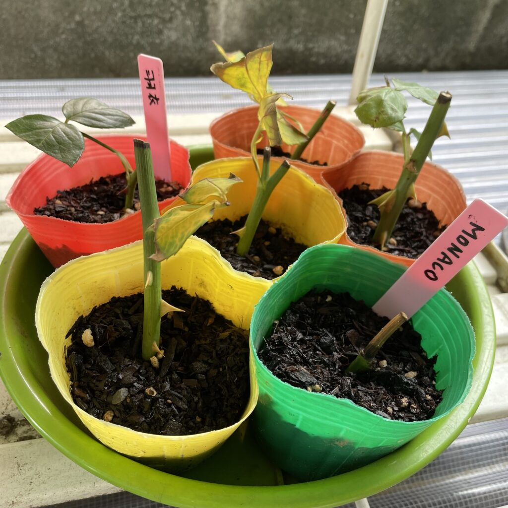 バラの挿し木にチャレンジ