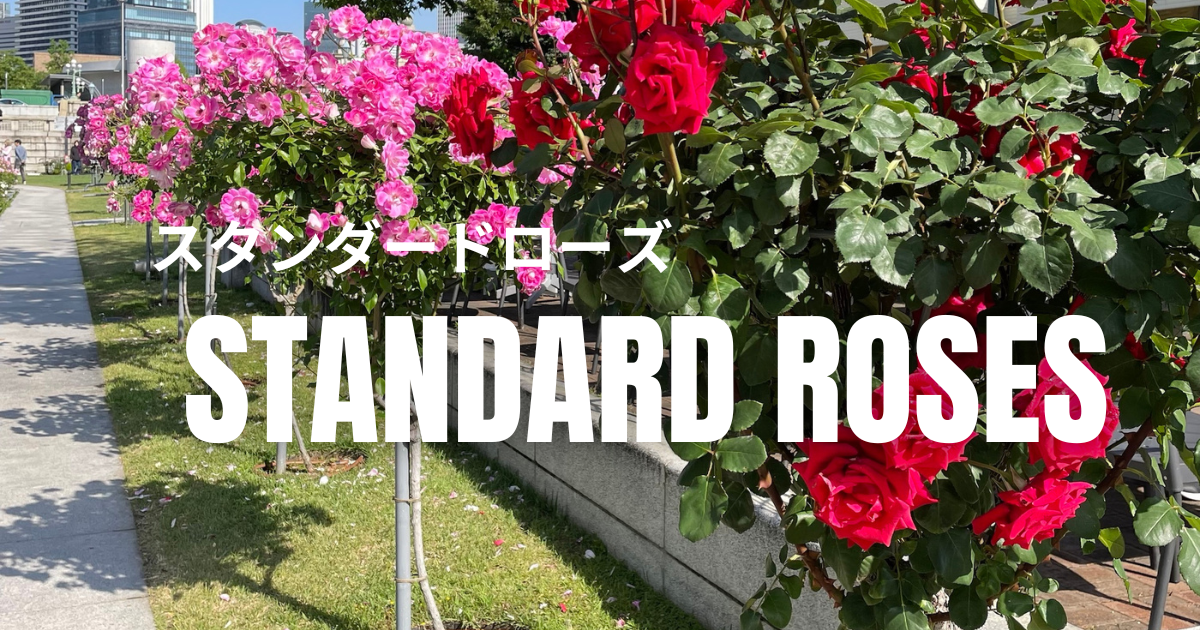 スタンダードローズを作る（台木の準備）